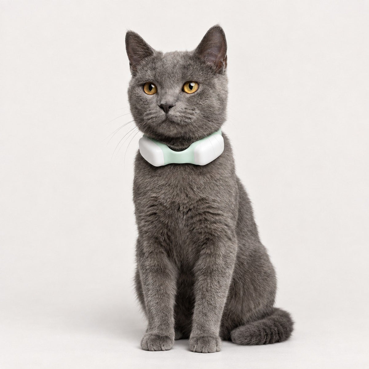 Graue Katze trägt das Wandercat-Halsband in Mint und Weiß